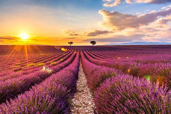 Valensole