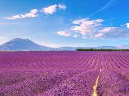 Valensole