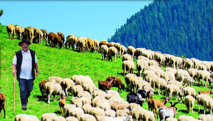 transhumance